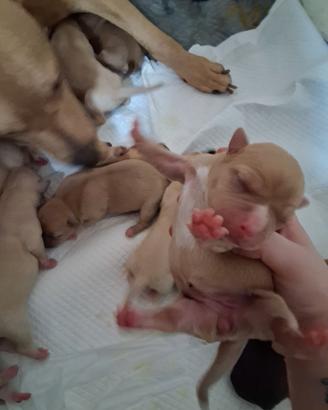 Cuccioli di pitbull-amstaff