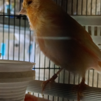 Canarina gloster colorazione gialla e rossa