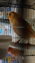 Canarina gloster colorazione gialla e rossa