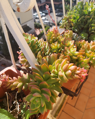 Piante grasse composizione