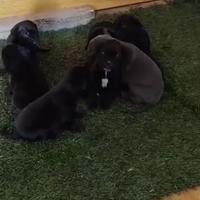 Cuccioli di cane corso