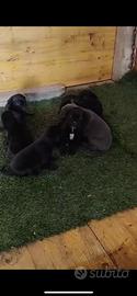 Cuccioli di cane corso