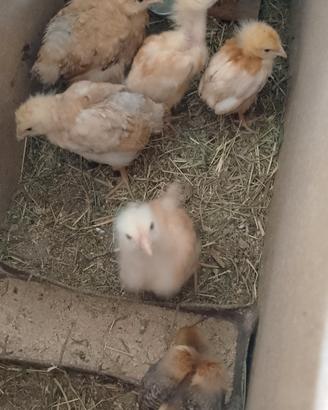 Pulcini di Gallina