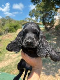 Cocker spaniel
