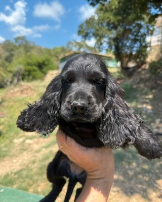 Cocker spaniel