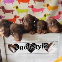 Cuccioli bassotto PEDIGREE ALLEVAMENTO ENCI fci