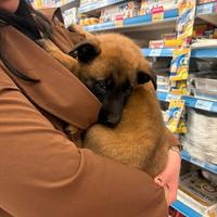 Pastore belga Mailinois