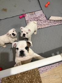 Cuccioli di bulldog inglese