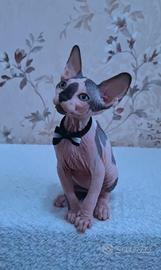 Cuccioli di sphynx trasporto in tutta italia