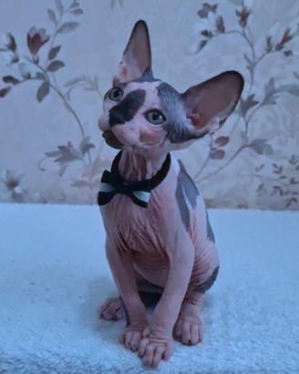 Cuccioli di sphynx trasporto in tutta italia