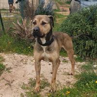 Cagnolone superspeciale