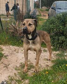 Cagnolone superspeciale