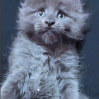 Maine Coon Blue