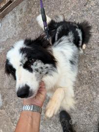 Border collie blue merle