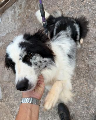 Border collie blue merle