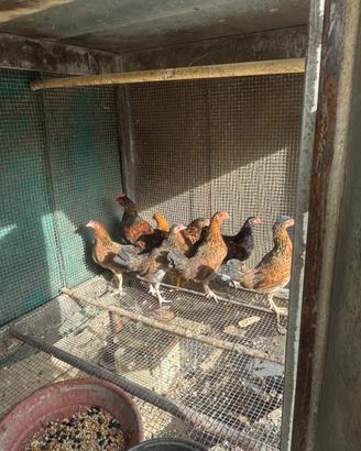 Galline nane