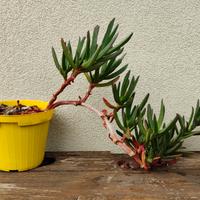 Carpobrotus Edulis (fico degli ottentoti)