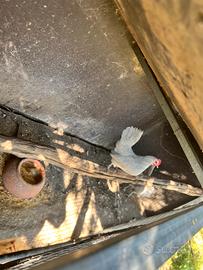 Galline Olandesine nane