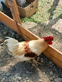 Gallo bravo riproduttore