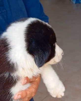 border collie 