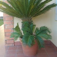 vasi di Cycas