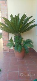 vasi di Cycas