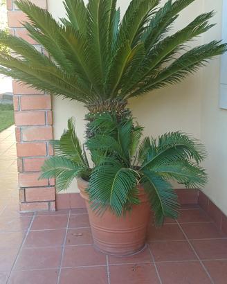 vasi di Cycas