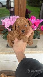 Barboncino toy maschio