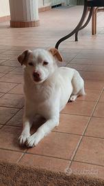 Cagnolino bianco giovane