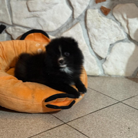 Cuccioli volpino Pomerania Spitz maschio