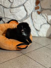 Cuccioli volpino Pomerania Spitz maschio