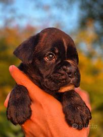 Cuccioli boxer