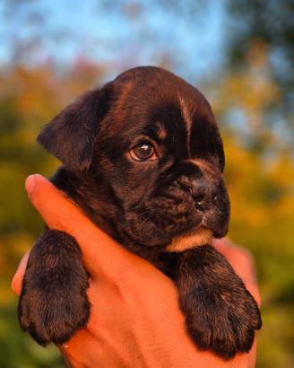 Cuccioli boxer