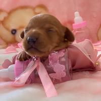 Cuccioli bassotto tedesco