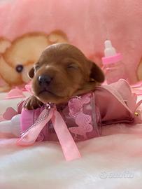 Cuccioli bassotto tedesco