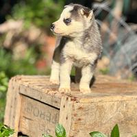 Cuccioli husky