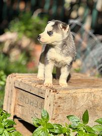 Cuccioli husky