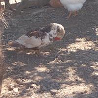 Anatre mute 3 maschi e una femmina