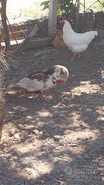 Anatre mute 3 maschi e una femmina