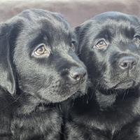 Cuccioli Neri Labrador