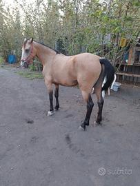 cavalla