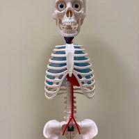 Scheletro + Fascicoli 1-15 IL CORPO UMANO Ed. RBA