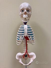 Scheletro + Fascicoli 1-15 IL CORPO UMANO Ed. RBA