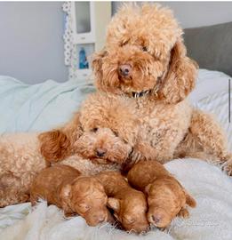 Cuccioli barboncini Red