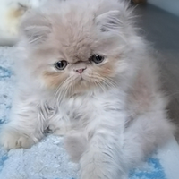 Cuccioli di Gatto Persiano