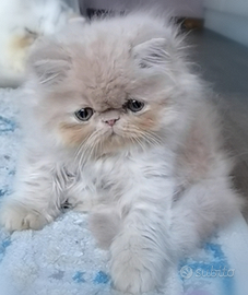 Cuccioli di Gatto Persiano