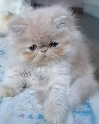 Cuccioli di Gatto Persiano