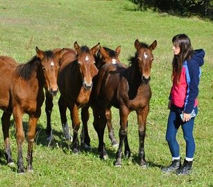 Cavalli Puledri Puledre del nostro Allevamento