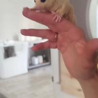 Petauri dello zucchero