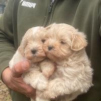 Maltipoo toy